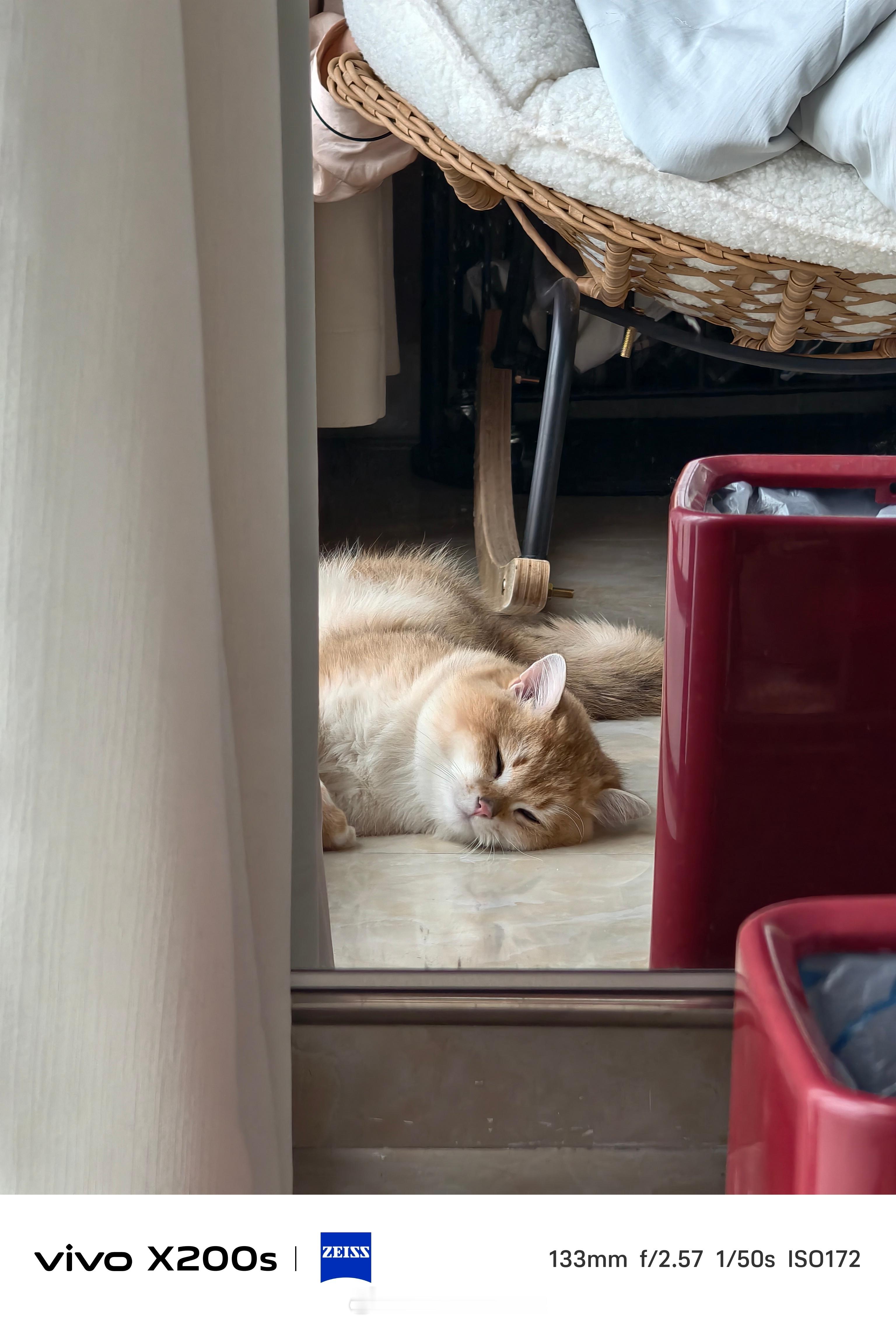 拍着拍着怎么到我摇椅的轮子下了不敢动猫猛兽​​​