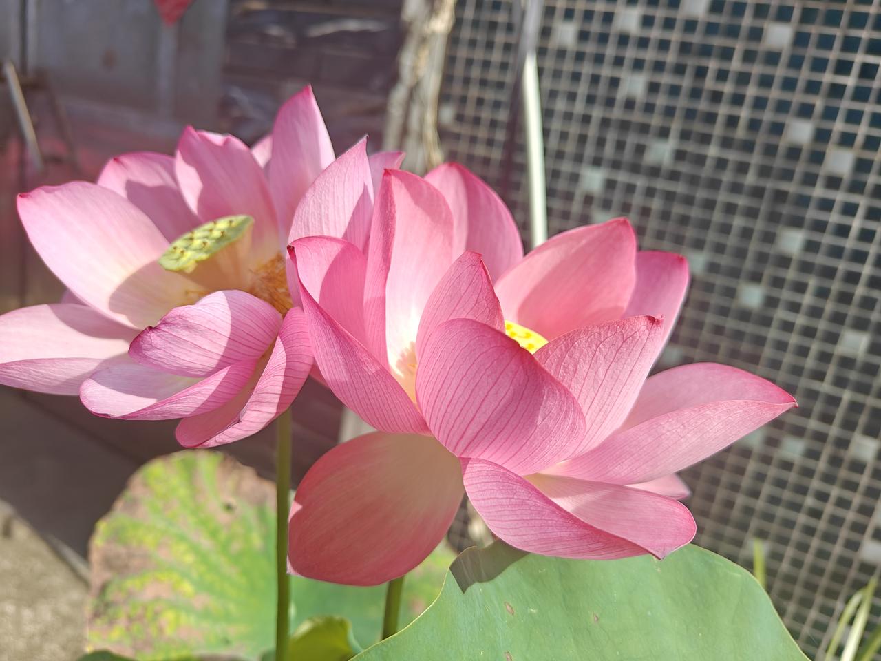 和二婚老公过了七年，知道真相后，绝然带着女儿离开。前夫性格内向，不懂浪漫，觉