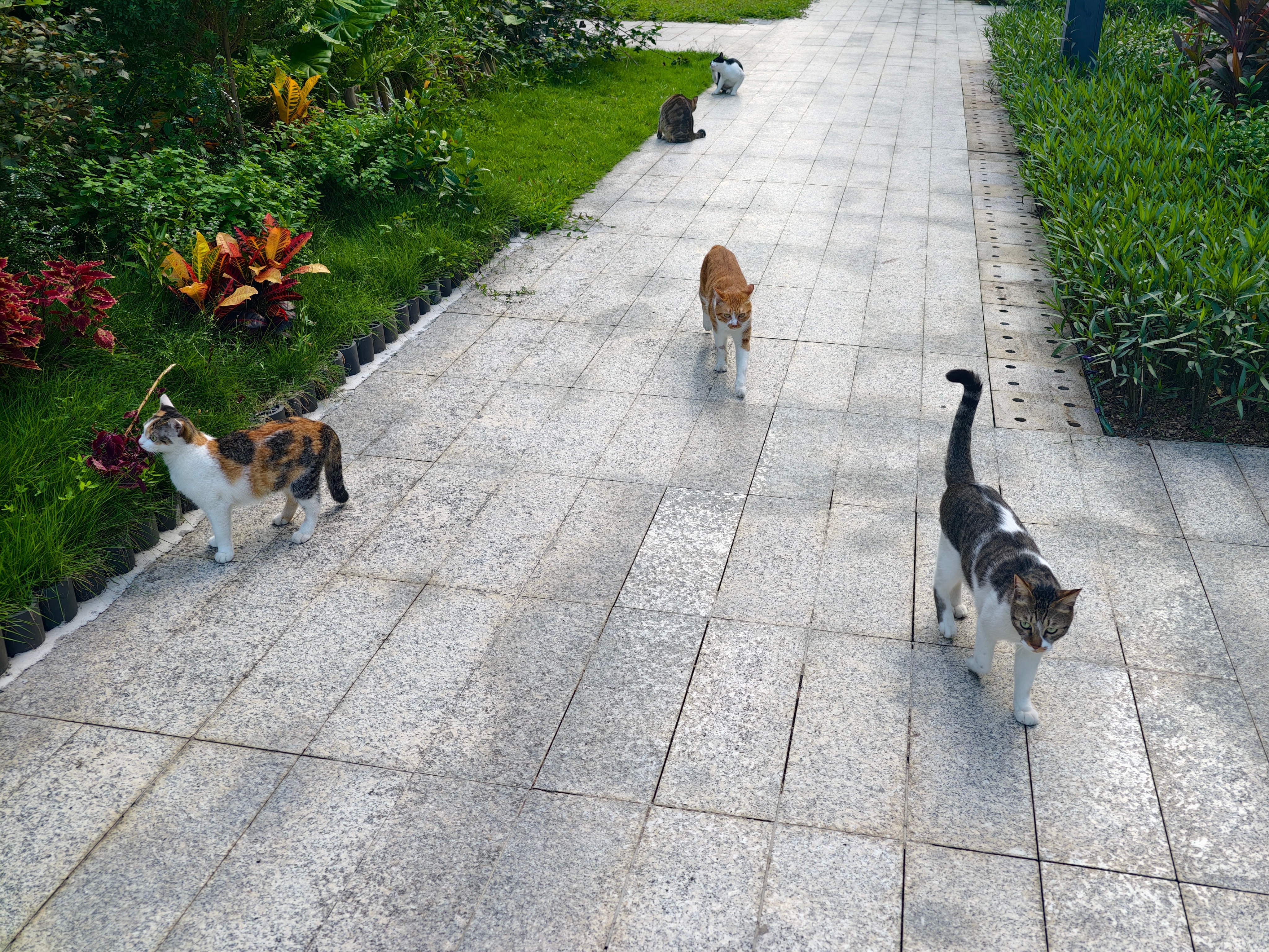 就不能出门，六只猫走到哪跟到哪...能不能让我一个人静一静了！！​​​