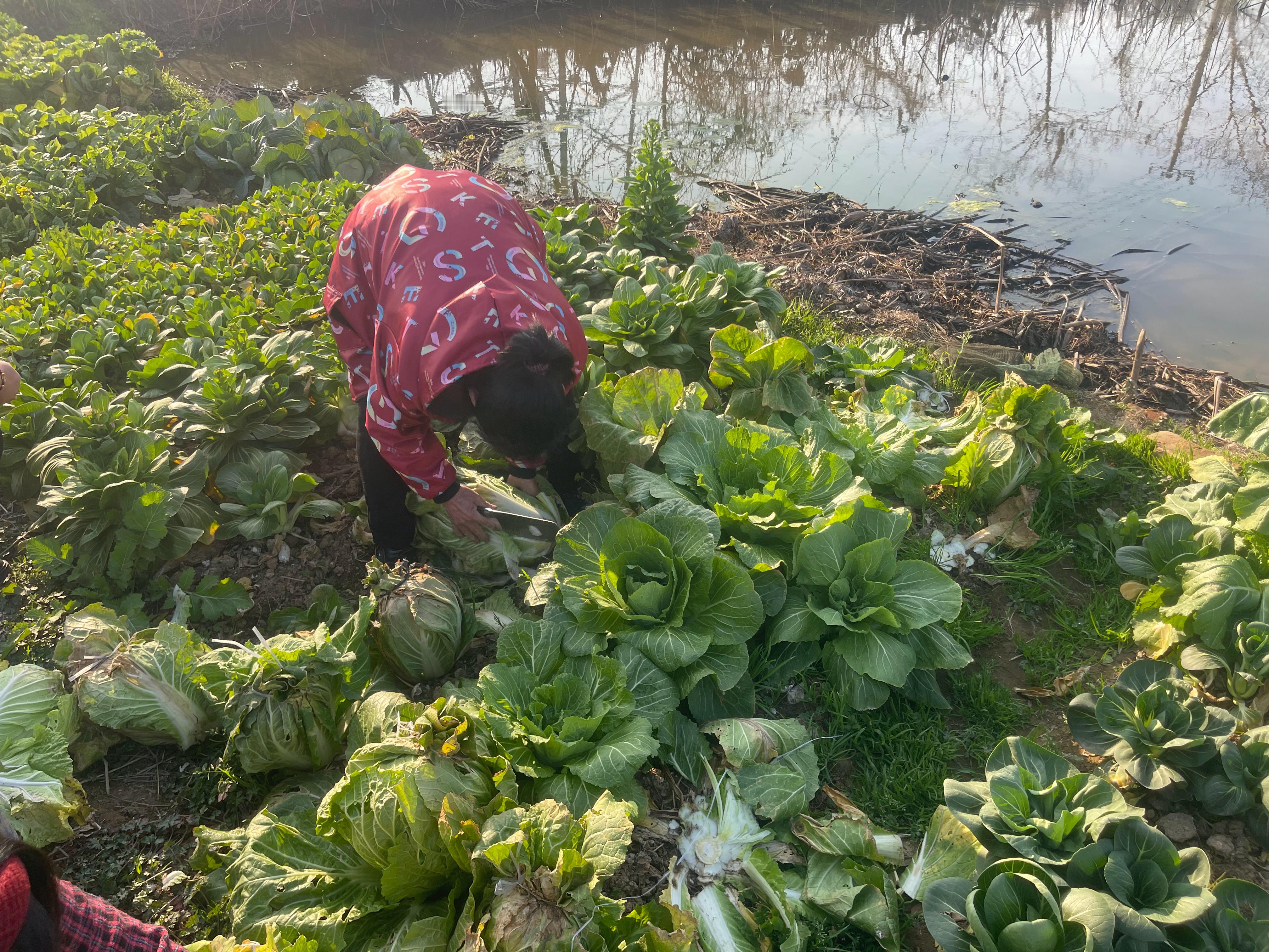 神兽回家开启拔萝卜！发现生活中的小美好武穴