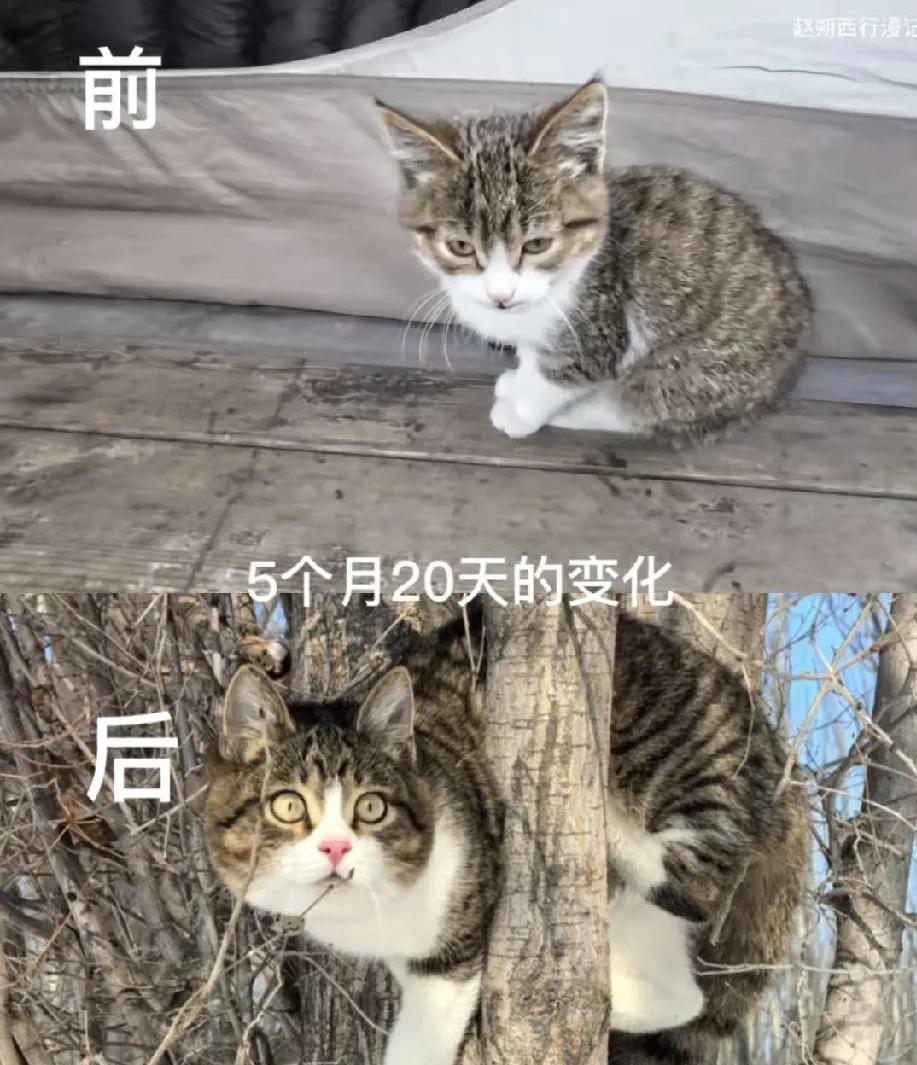 看到师父把悟空养得那么好，坚定了我做猫饭的决心。小时候农村养猫没有喂猫粮，直接买