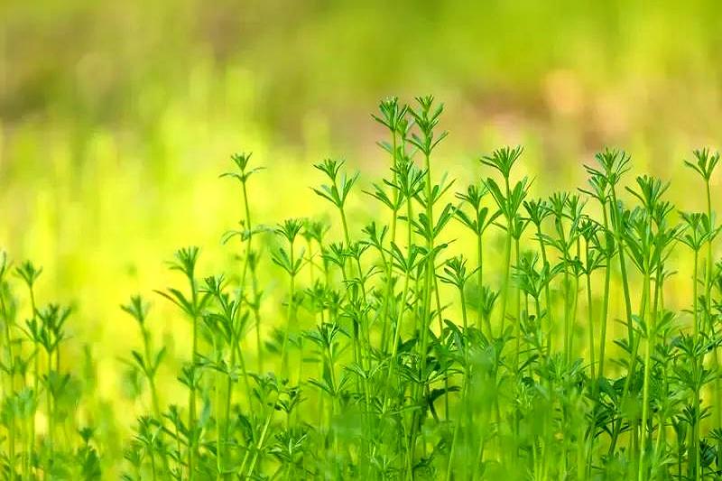 糖人新一天：神奇的双脚昨晚还在为那双不争气的脚犯