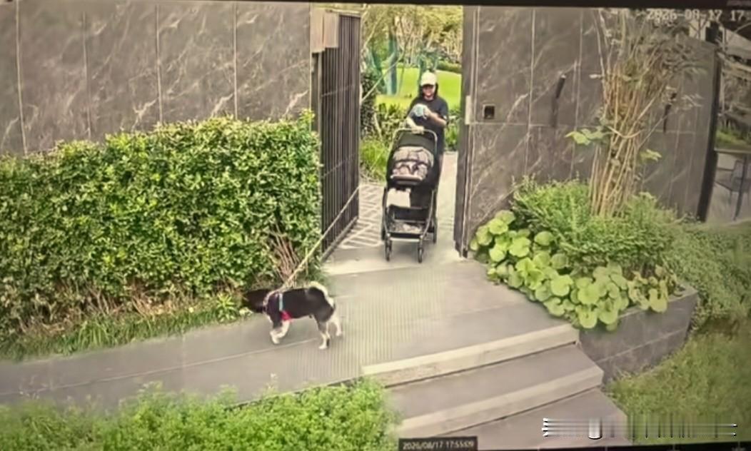 是狗重要还是孩子重要？我简直不敢相信自己的眼睛。一个女子推着婴儿车，牵着