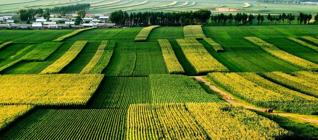 最近和一个养猪行业里的人聊天，说中国的养猪成本，尤其是饲料成本，比美国、巴西这些