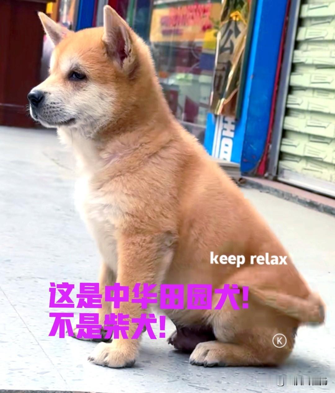 公司的同事花了两千块钱,在网上买了一只中华田园犬。小狗来自广西,是中华田园犬中很