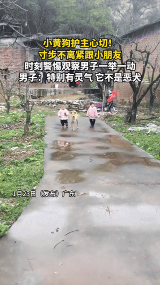 太有灵性了！广东，小黄狗和小主人在家门口玩，狗狗一直寸步不离地跟着小主人，突然，