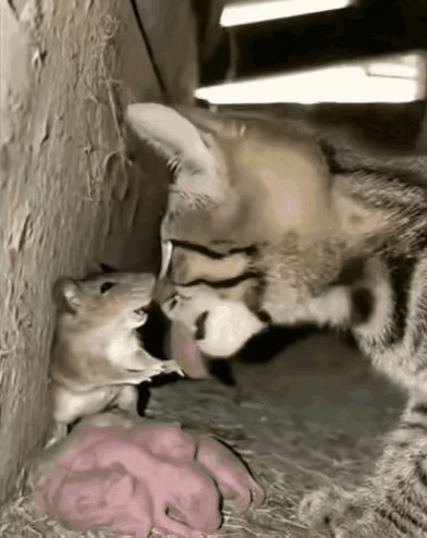 别再嫌弃老鼠了，这只鼠妈妈的爱，真的看哭了监控里这一幕，真的让人瞬间破防。