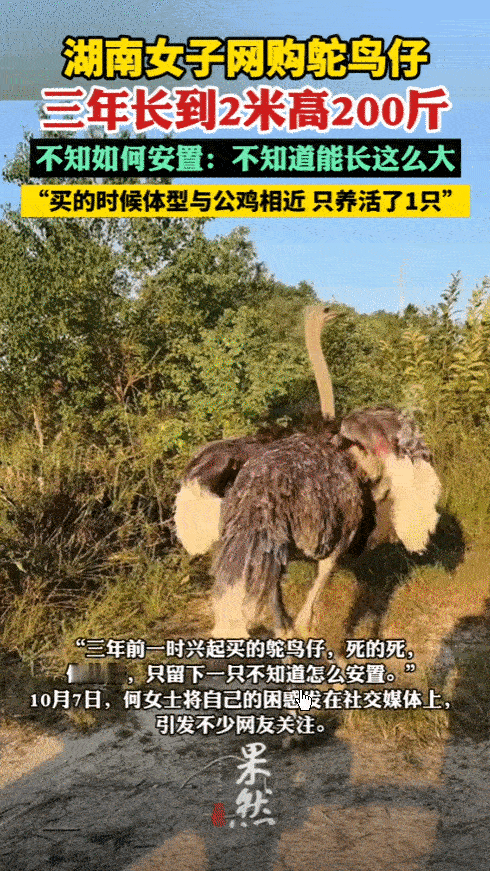 湖南一女子一时兴起，花500元买鸵鸟仔养，结果，死的死，伤的伤，只留下一只，3年