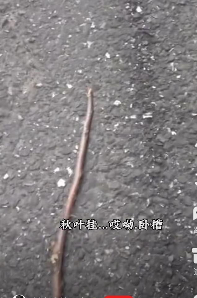 被天上掉下的棍子打着头了。抬头一看，一肚子火顿时消了。我的妈呀，谁家姑娘这么