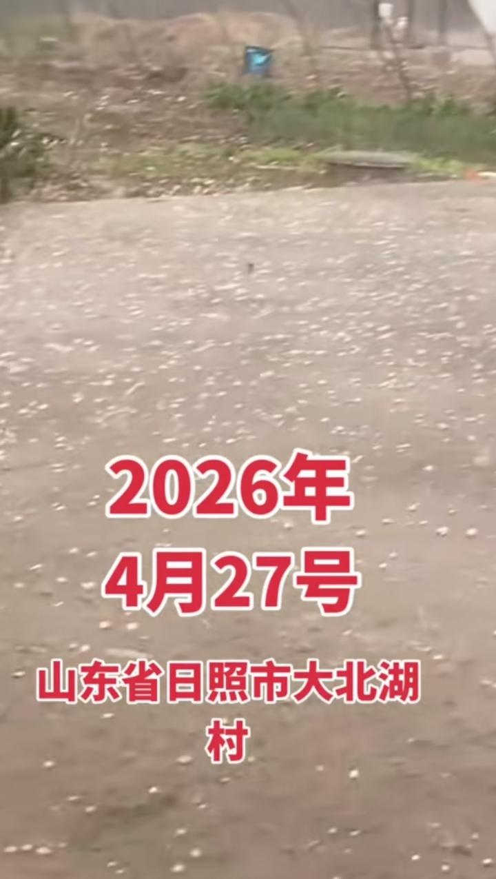 日照昨天的冰雹也太猝不及防了！中午天还好好的，转眼狂风暴雨裹着冰雹砸下来，东港区