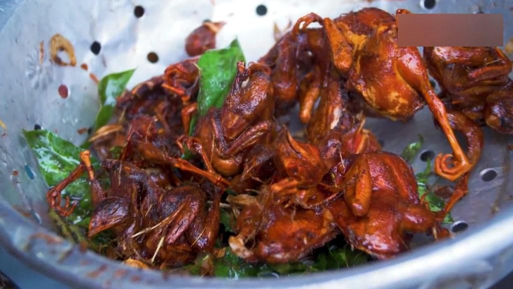 越南斗鸡视频 今天刚给小苏送来11个月高质量