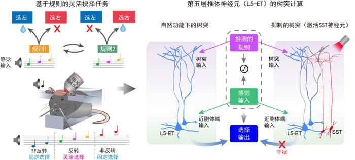 脑科学与类脑智能交叉领域的里程碑式突破！全球首次拿到直接实验证据，单个神经元内部
