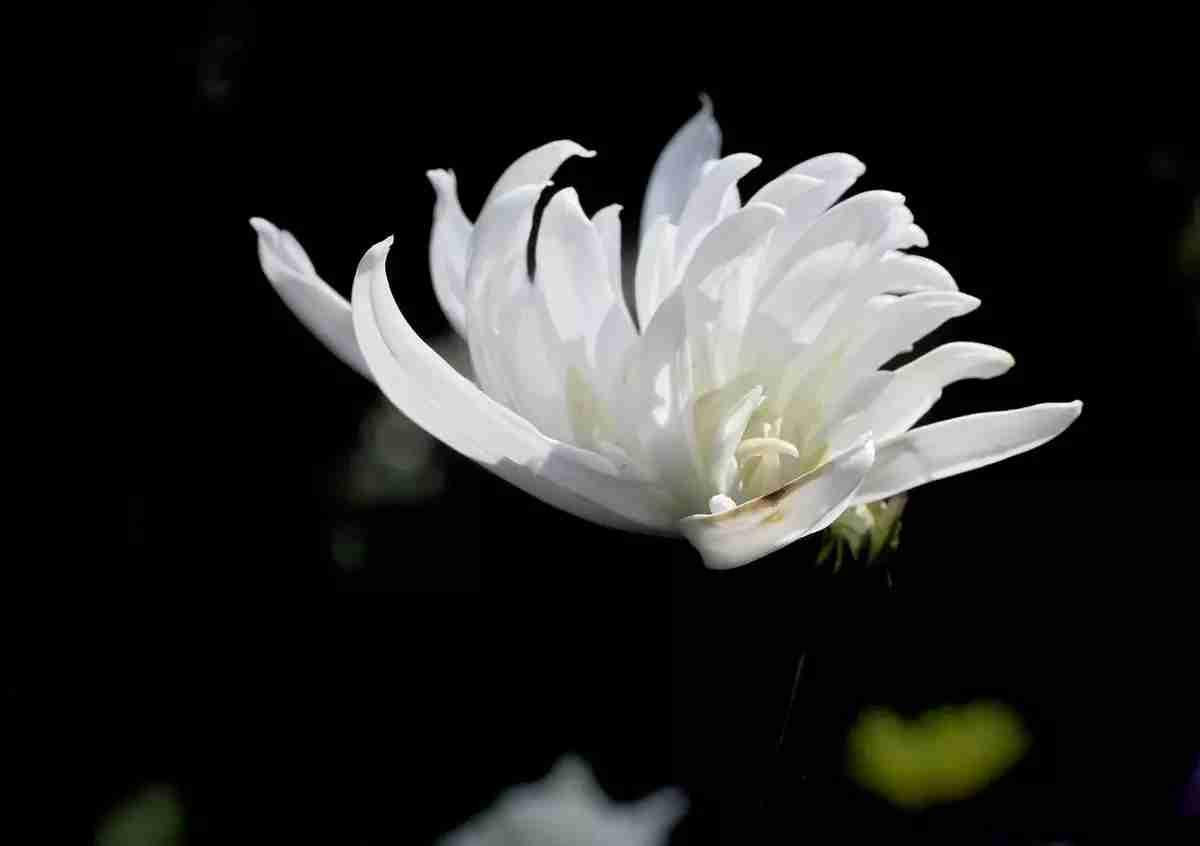 今天是我的生日，可是不巧的就撞在了二伯母去世办丧事的日子。所以不同于往年热热