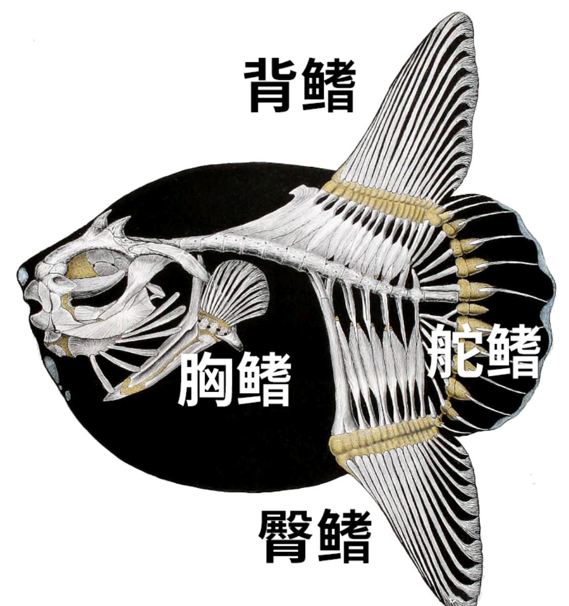 翻车鱼看起来像“只有一颗鱼头”的鱼，没有真正的尾鳍，身体末端是特化的“舵鳍”。