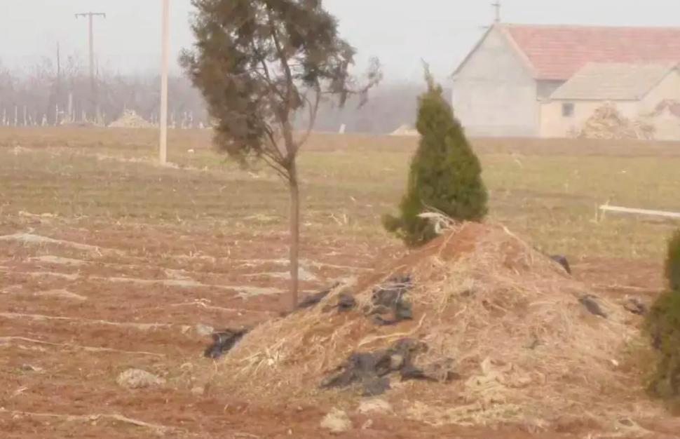 上坟与不上坟的人生差距不是迷信是处世智慧有人说上坟是老一辈的迷信有人把它当成心