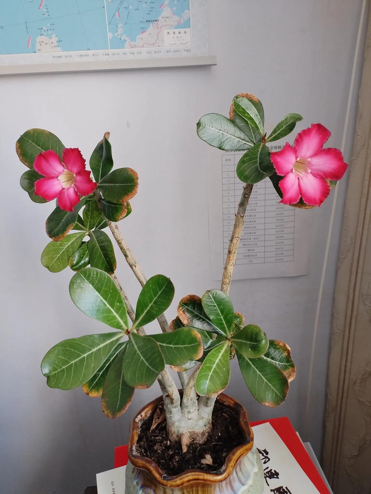 羞答答的玫瑰静悄悄的开我的沙漠玫瑰开花了，开的很仓促，开的突然，开的让我不