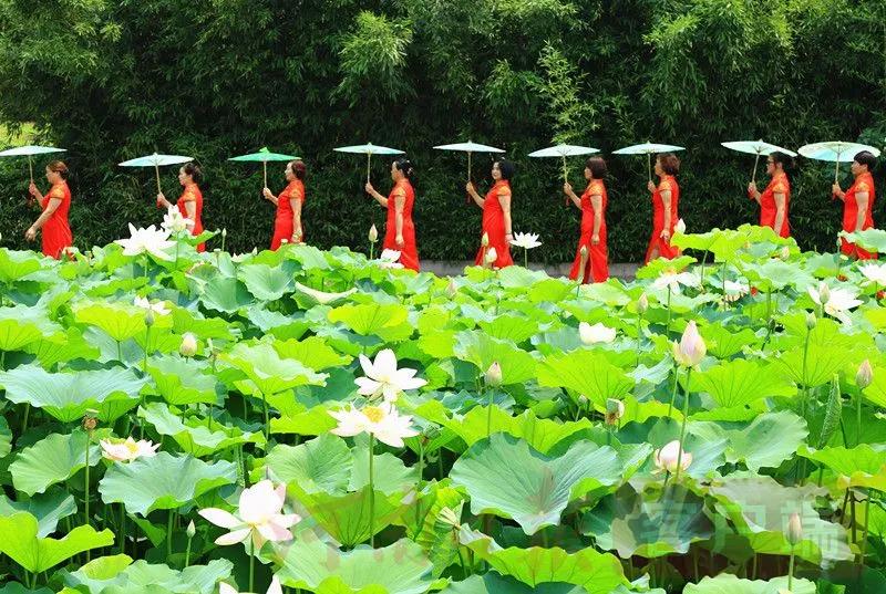天净沙·仲夏              □周兴华碧荷翠鸟鸣蛙。野蜂飞