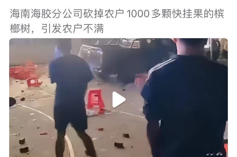 海南这家公司为何砍农民的槟榔树，这些树都快挂果了，其实不是树引发的问题，公司认为