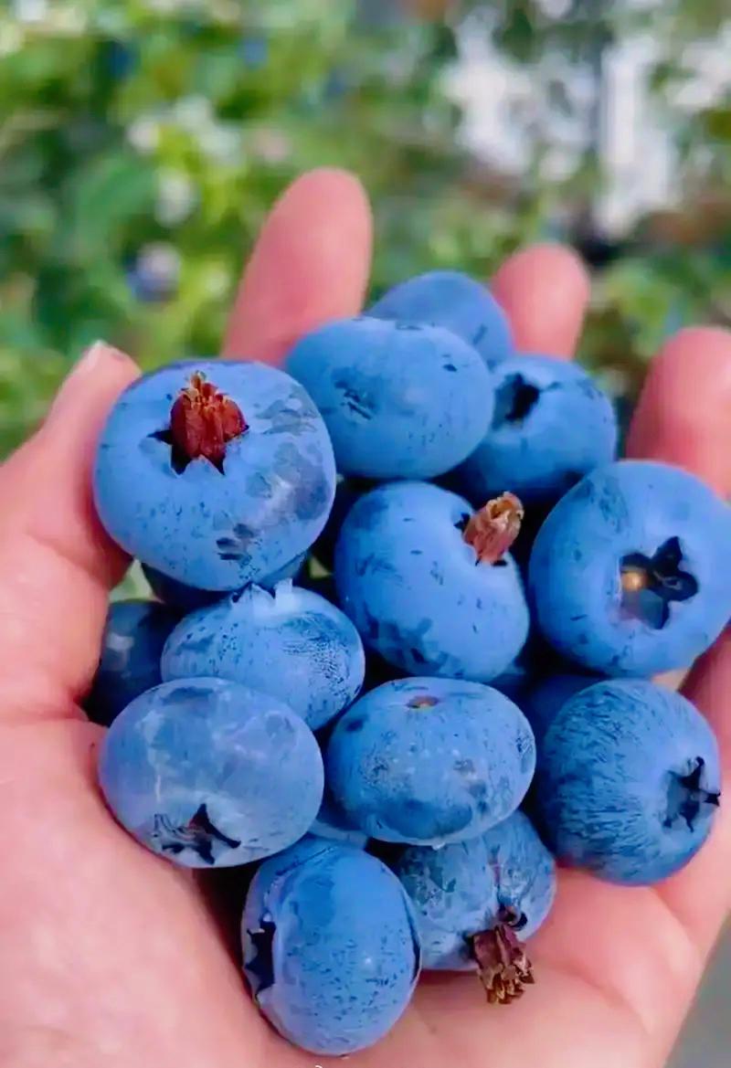 终于弄明白了，蓝莓价格大跳水，根本不是它掉价了，而是国产水果的崛起让它回归