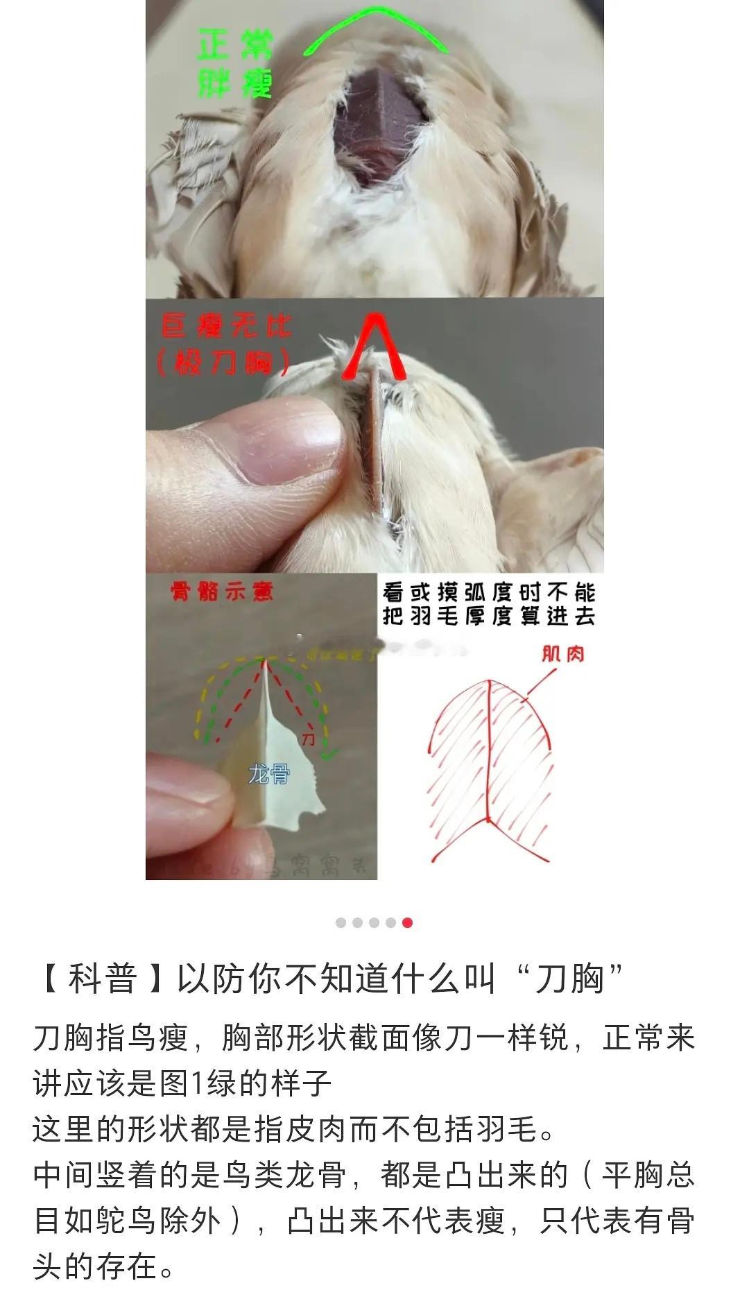 科普→以防你不知道什么叫“刀胸”[大笑][大笑]​​​