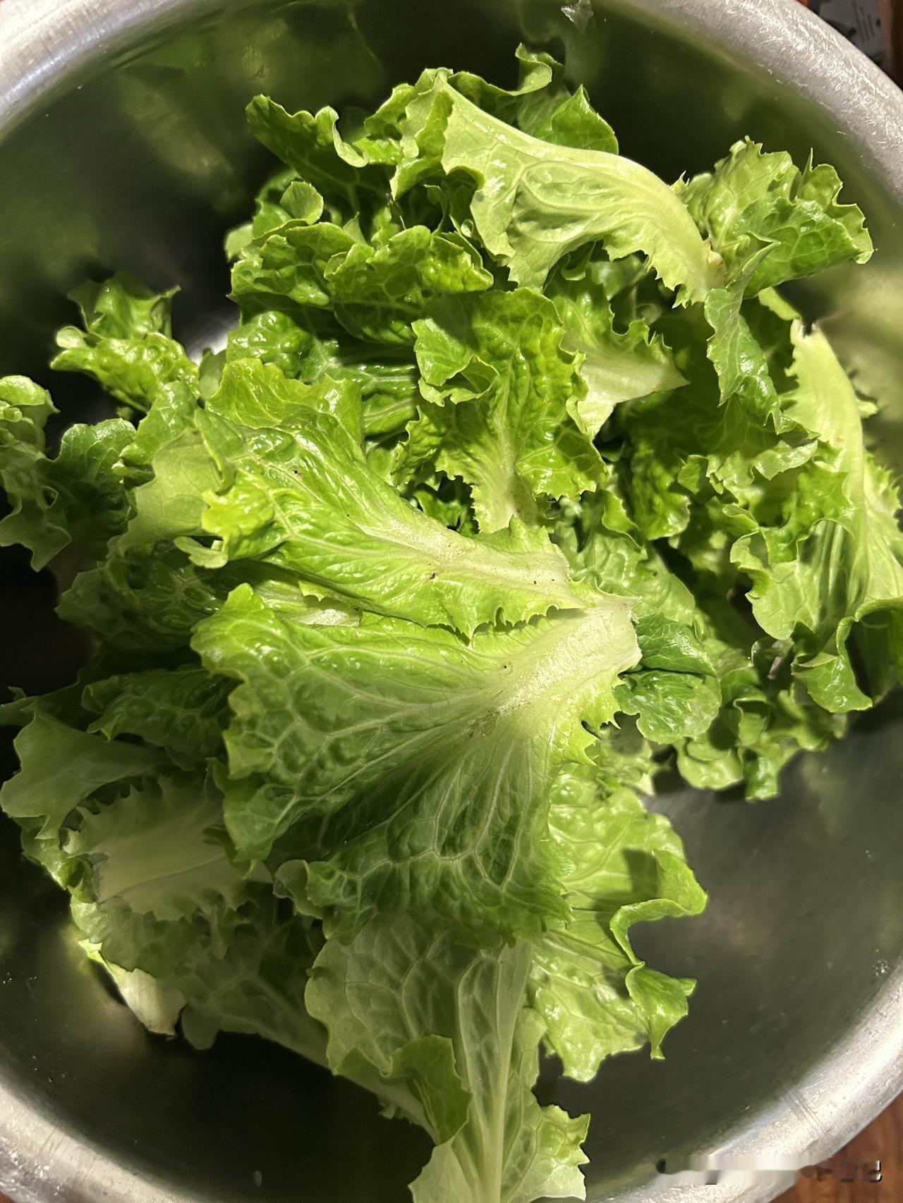 原来生菜这样种，长得又快又好！今年是我种植生菜的第三个年头！第一年种植的时候在