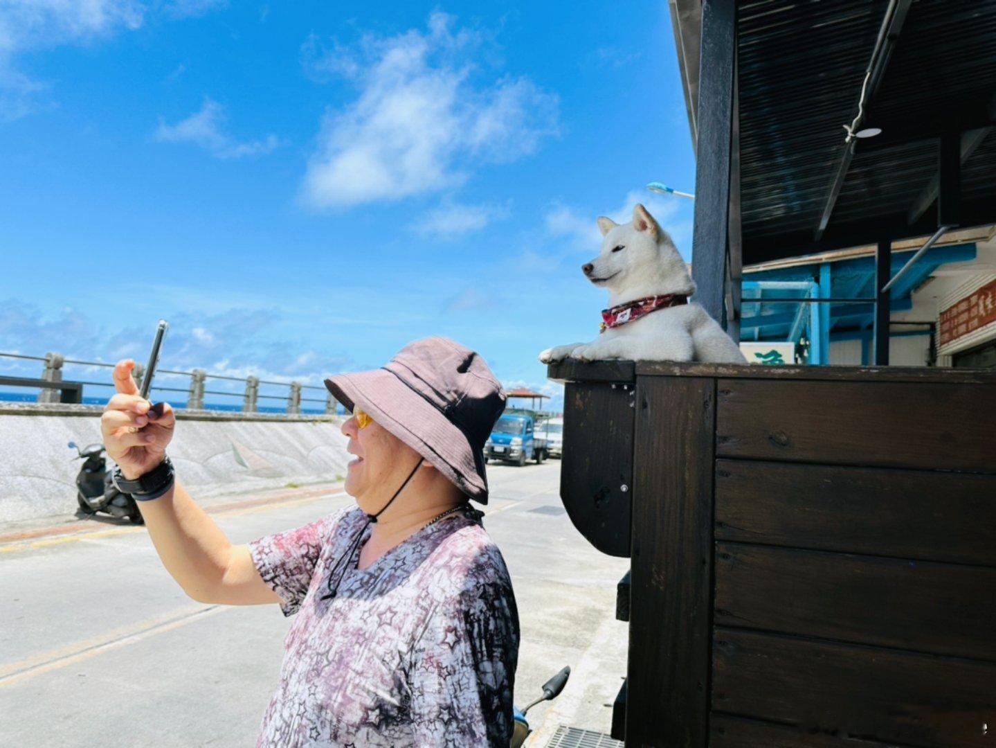 哈～這隻柴犬，前世應該是Model～姿勢，表情都到位呀！🤣😁😁😁👏👏