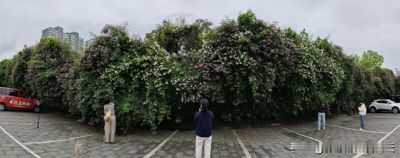女人们最喜欢在花团锦簇的花墙下打卡，还说什么人美，花美，景美，赏心悦目。今年