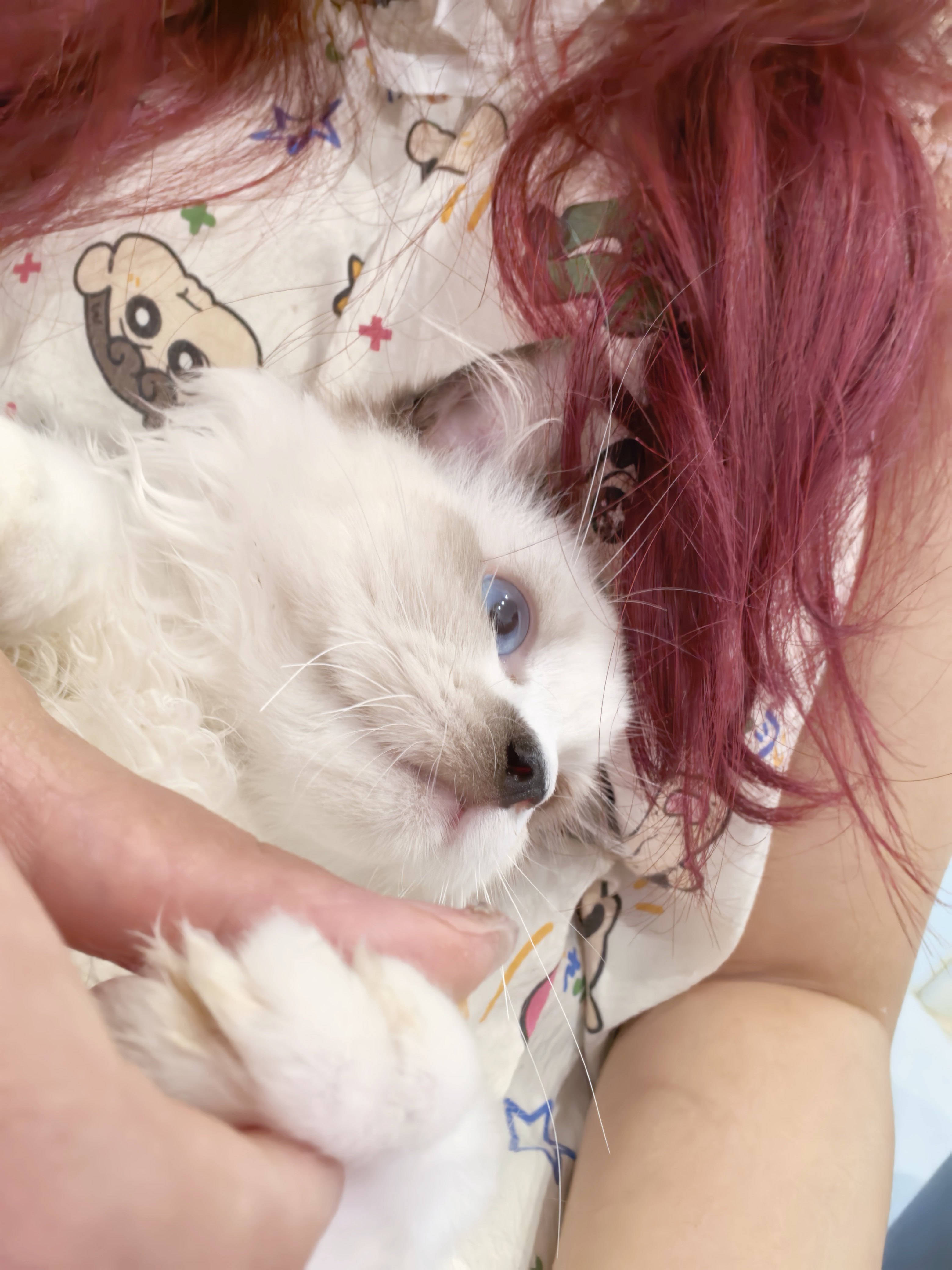 小美猫咪