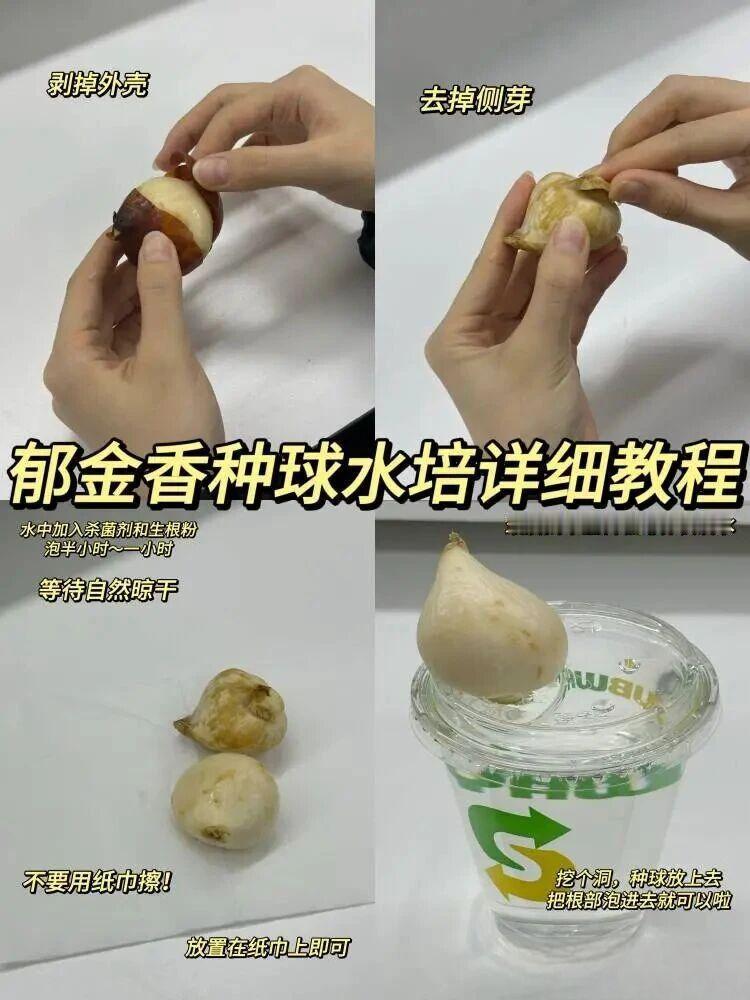 想在家看郁金香花开，水培郁金香就是绝佳选择！第一步就是要选对种球——一定要挑胖