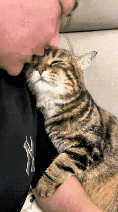 看完这个暖心的视频，瞬间被猫咪细腻又纯粹的爱意狠狠治愈，内心满是温柔与动容。