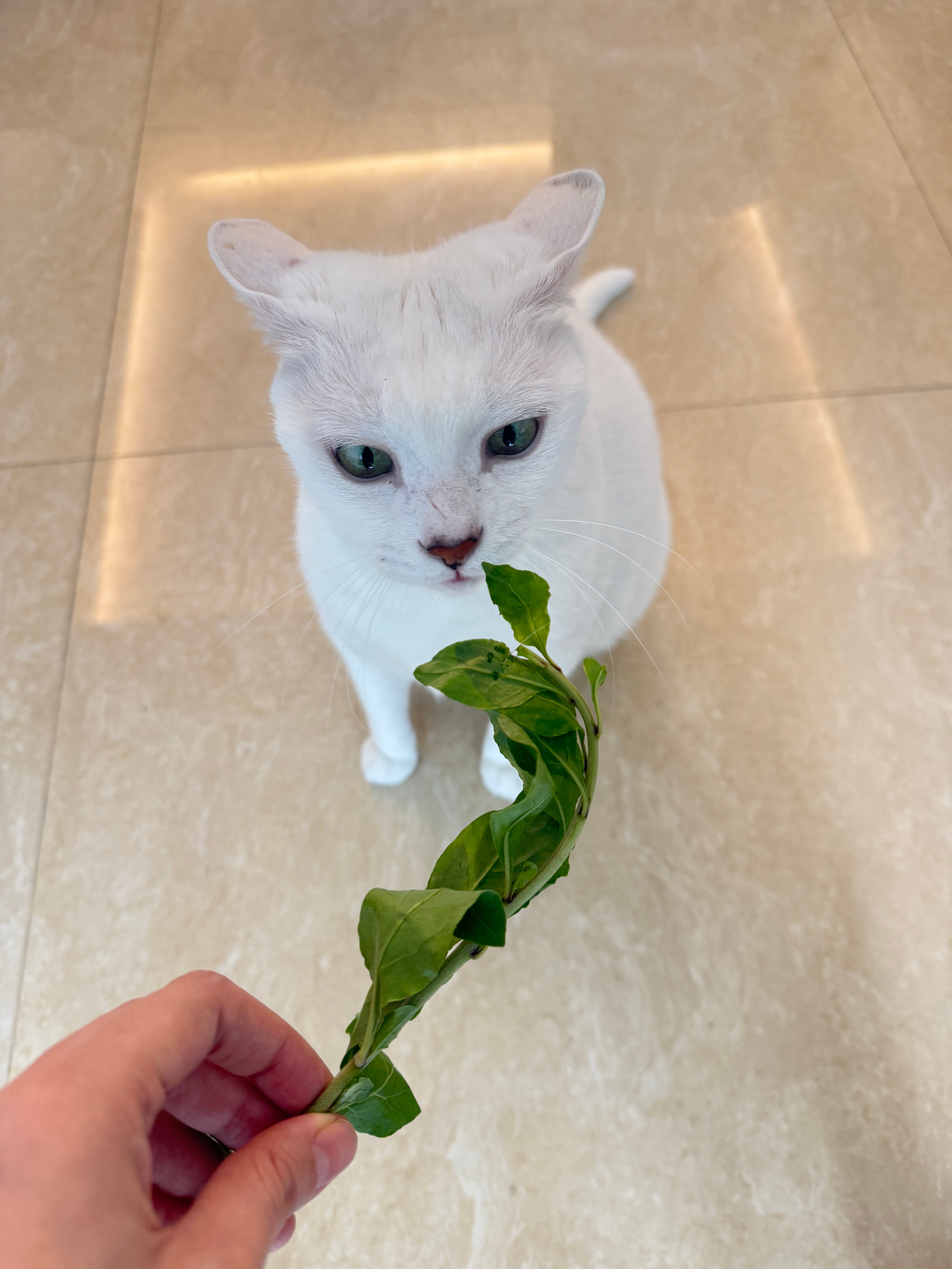 一家子从人到猫都爱吃菜大胎也时不时来点儿