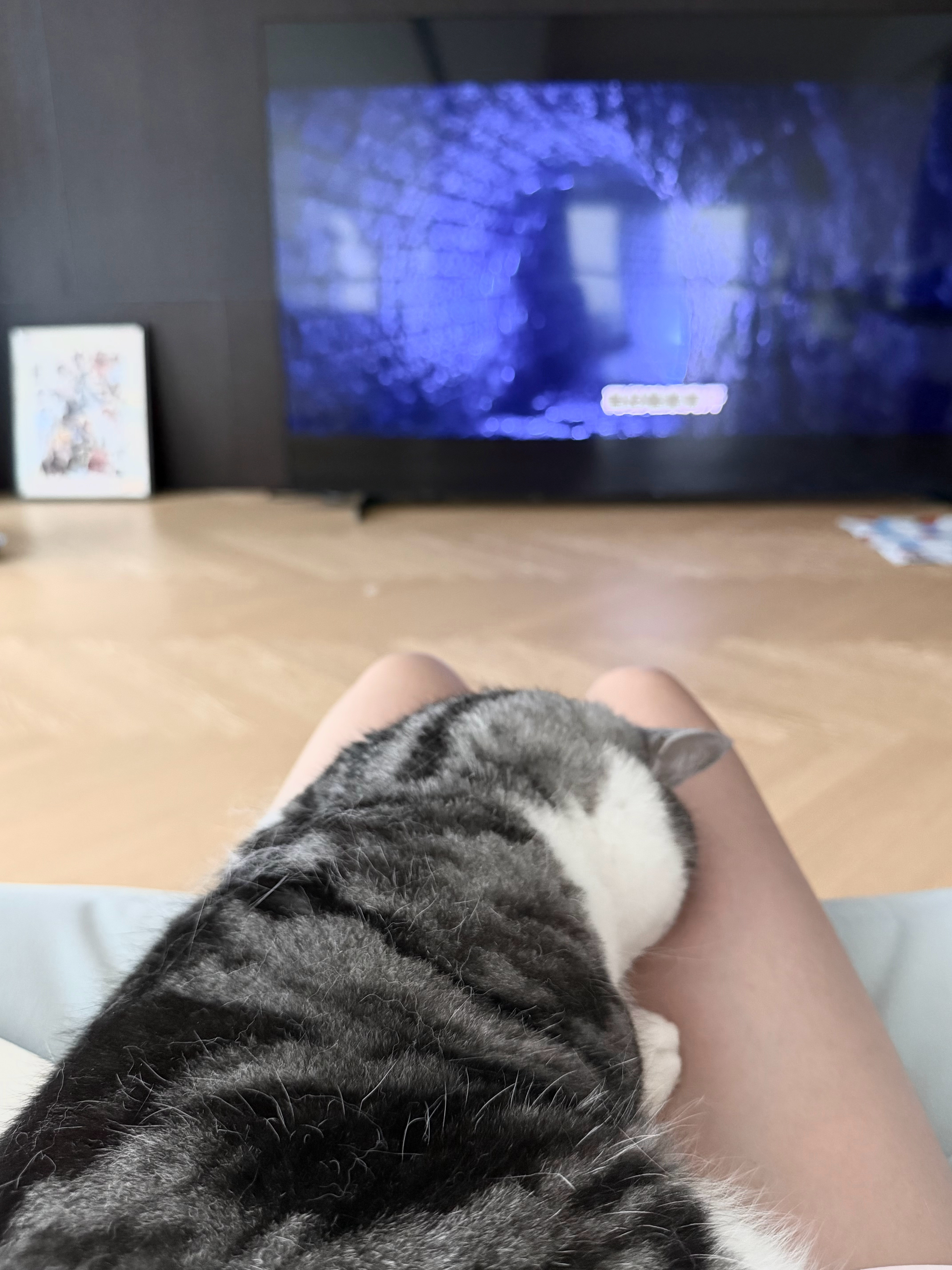 怎么会有这么可爱的小猫咪在我腿上趴着睡觉