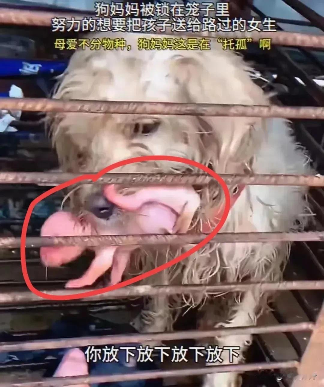 这只狗在屠宰场产下一窝小狗，看见有人过来它就用嘴含着小狗想让人收养它们，可是这么