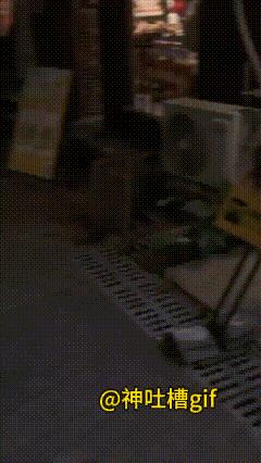 看热闹的四只狗：门口两只猫咪剑拔弩张，随时可能要打架，画风一转，门口的四条狗，正
