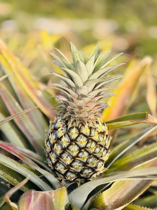 菠萝和凤梨到底啥区别菠萝和凤梨其实是同一种水果，只是品种不同。市场上的凤梨多是改