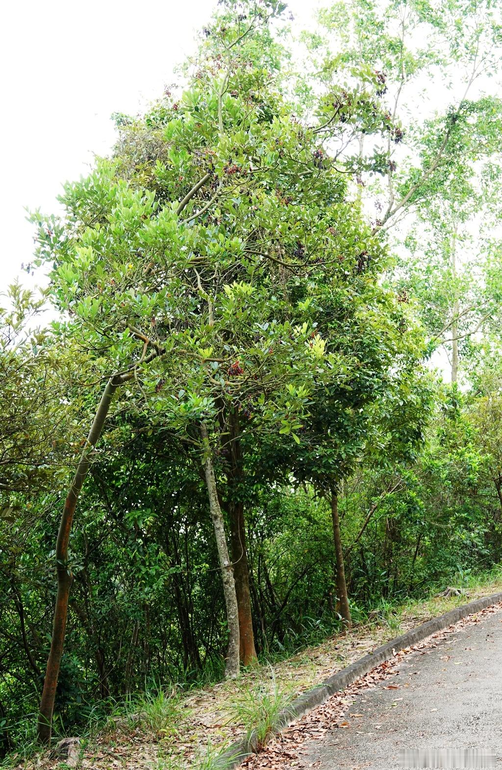 1386.凹叶红豆，豆科。国家二级保护野生植物，叶片顶端凹进去，因此得名“凹叶