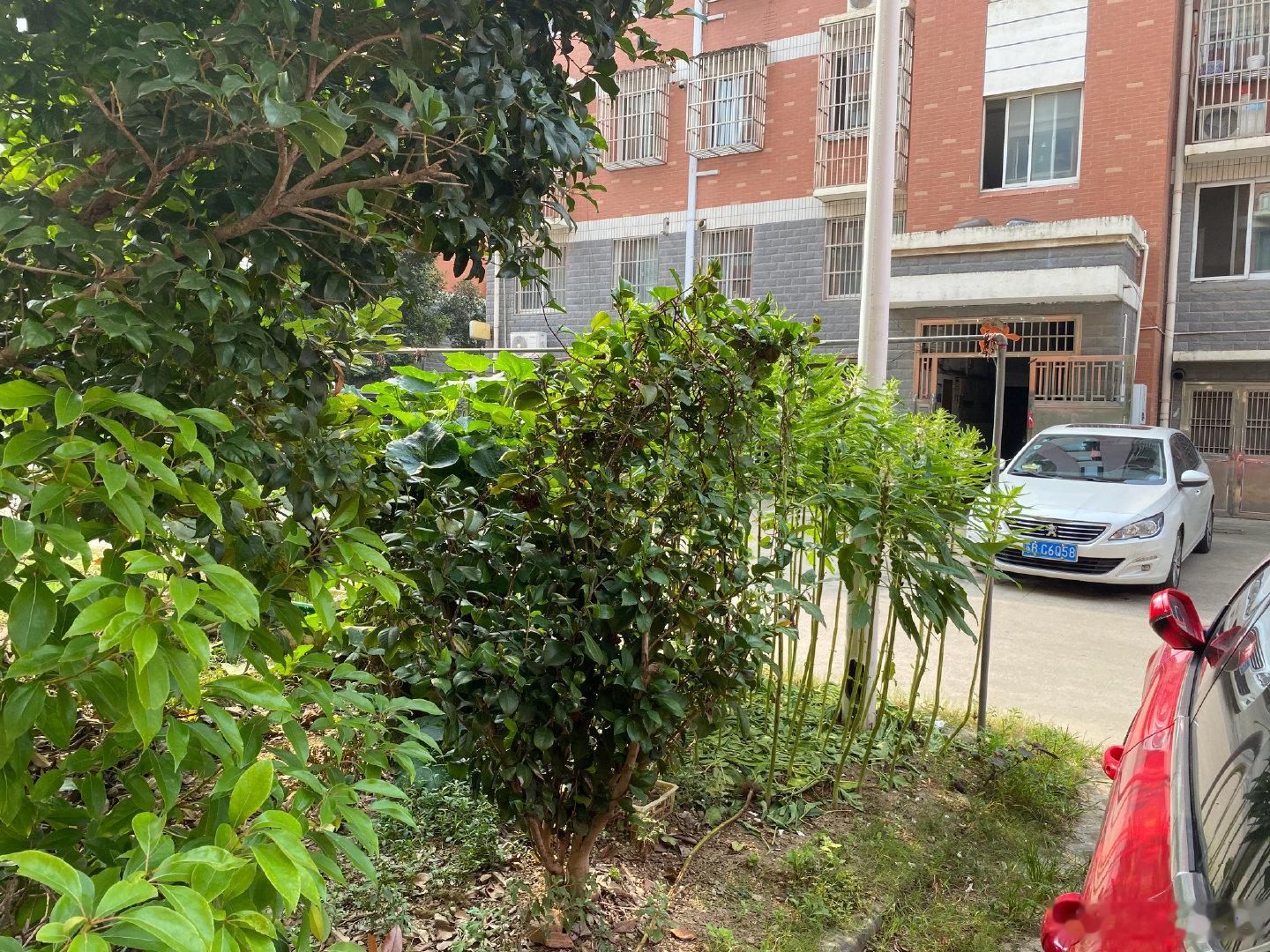 #生活手记#农民安置小区的困惑；你可以种树木花草，可以以种植业植物各种蔬菜，丝瓜爬满凉物架，在杂草上