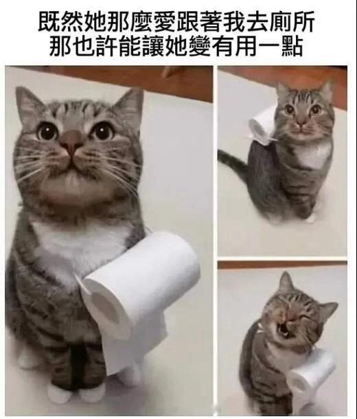 猫猫梗图随机の猫猫网友投稿图片选集