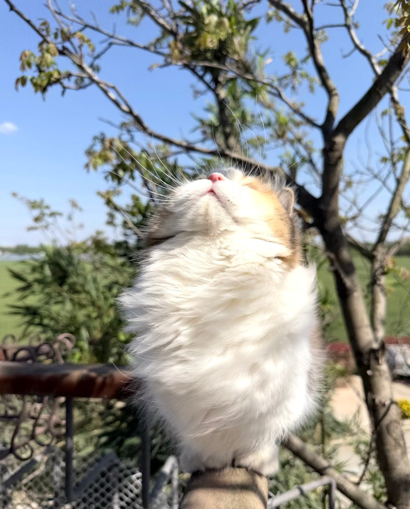 每一根胡须都在汲取日月精华的猫猫