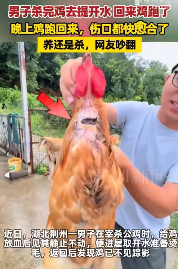 “凭本事活着！”8月15日报道，湖北荆州，一男子杀鸡，放完血后发现公鸡不动了，就