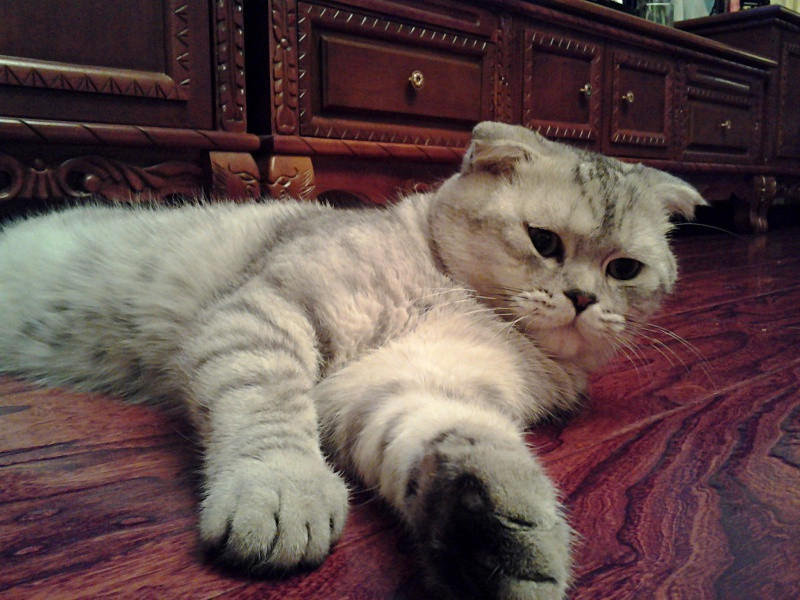 猫，你自己什么样心里没数吗？猫没完了是吧​​​