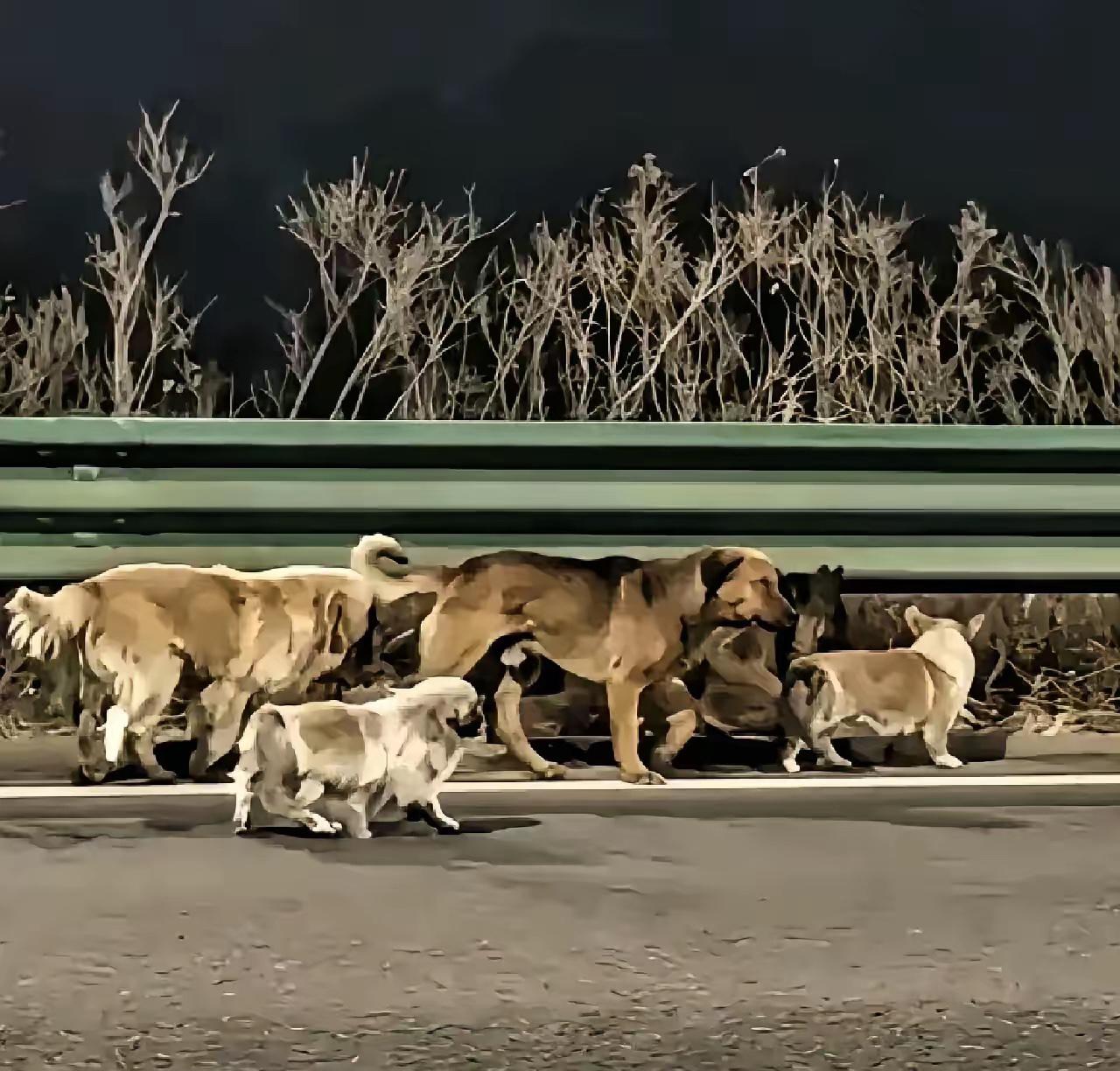 长春那七只狗顺利回家的后续来了！​​原来，这7只狗都是一个屯子里的，品种有德牧