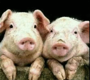 1.99元就能买1斤猪肉唉，每次看到这个猪价就扎心，我家养殖好多年了，今年直接不