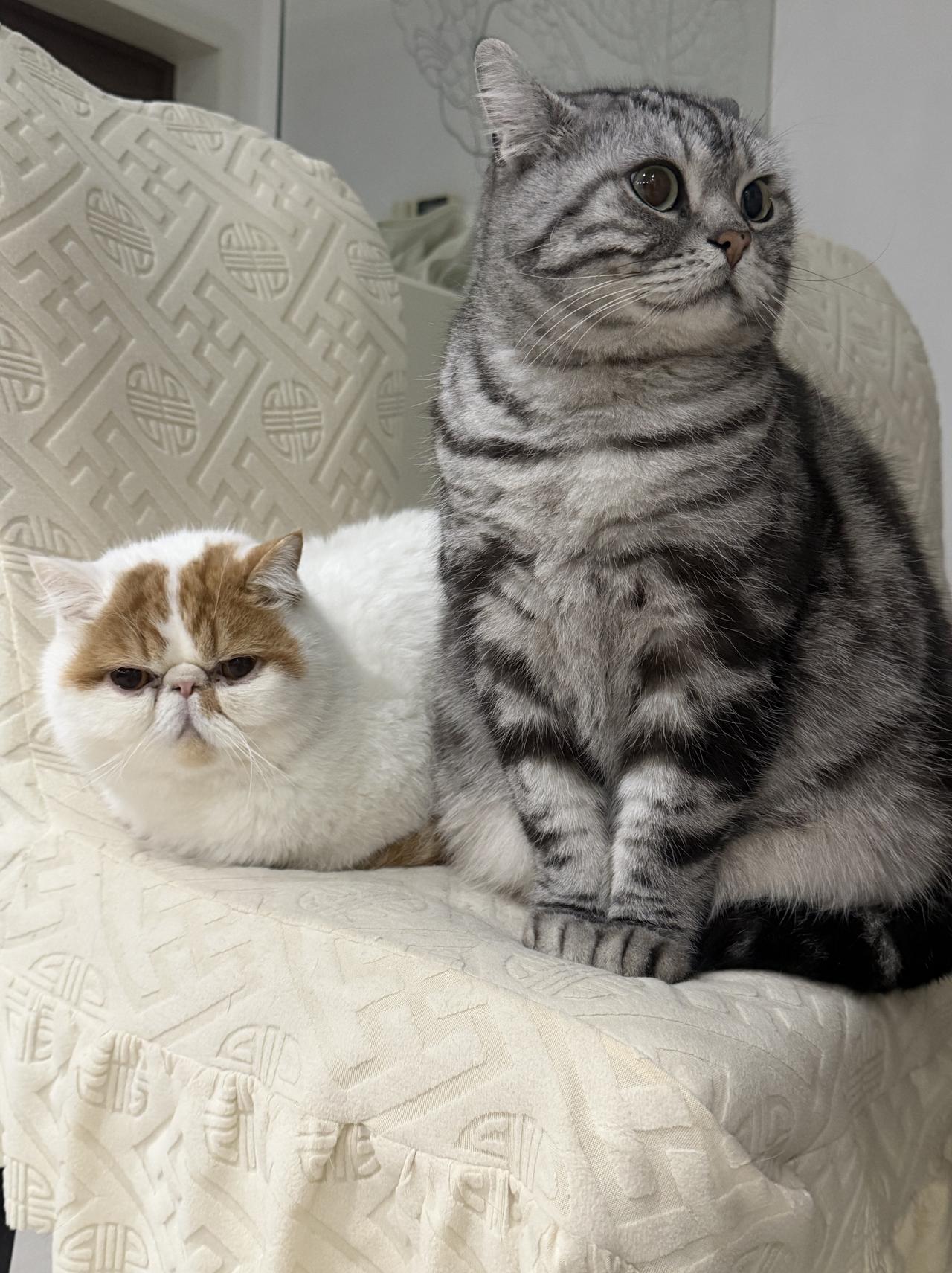 谁能把手里的猫咪照片发出来看一下我家猫咪好可爱