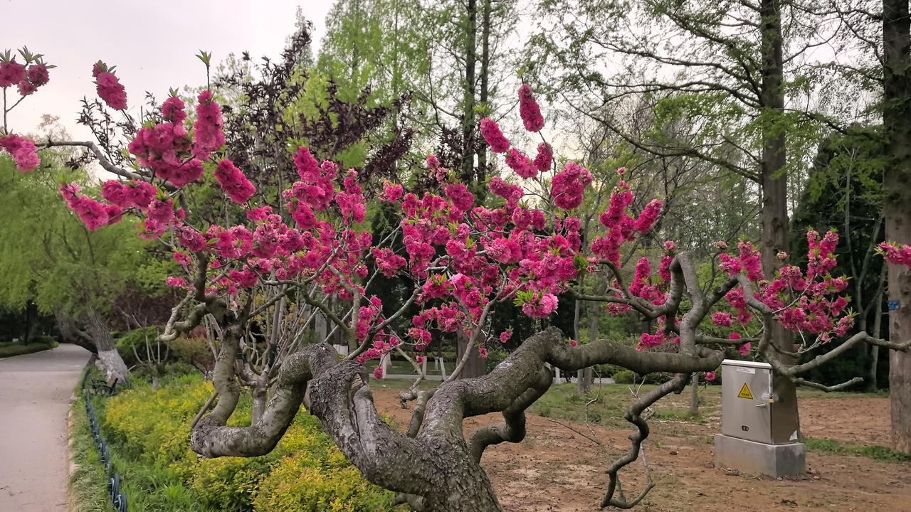 红楼梦里做人的10句话：1.世事洞明皆学问，人情练达即文章。2.假作真时