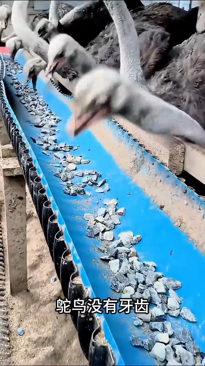 ·这是什么养殖方式？这是鸡头喂鳄鱼，营养价值高，完全能满足鳄鱼需求，且鸡头极便宜
