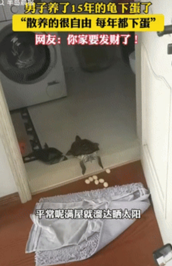“意外的惊喜！”辽宁大连，一男子去卫生间时，突然发现养了15年的龟倒趴在门槛上，