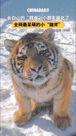 似乎有点不聪明的样子