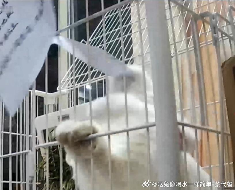 14094🐇【坏小兔】因为把地板、鞋子和电线等等都咬坏了，所以把小兔关了禁闭，