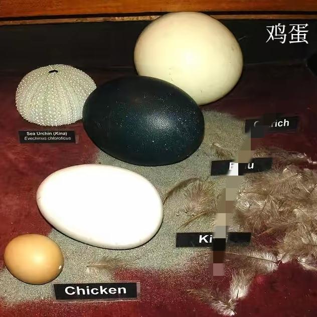 过期钙片喂鸡，家里鸡蛋彻底变了样上个月表舅妈给了我妈一瓶过期钙片，我妈舍不